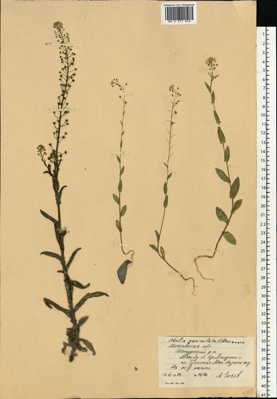 Neslia paniculata (L.) Desv., Eastern Europe, Moscow region (E4a) (Russia)