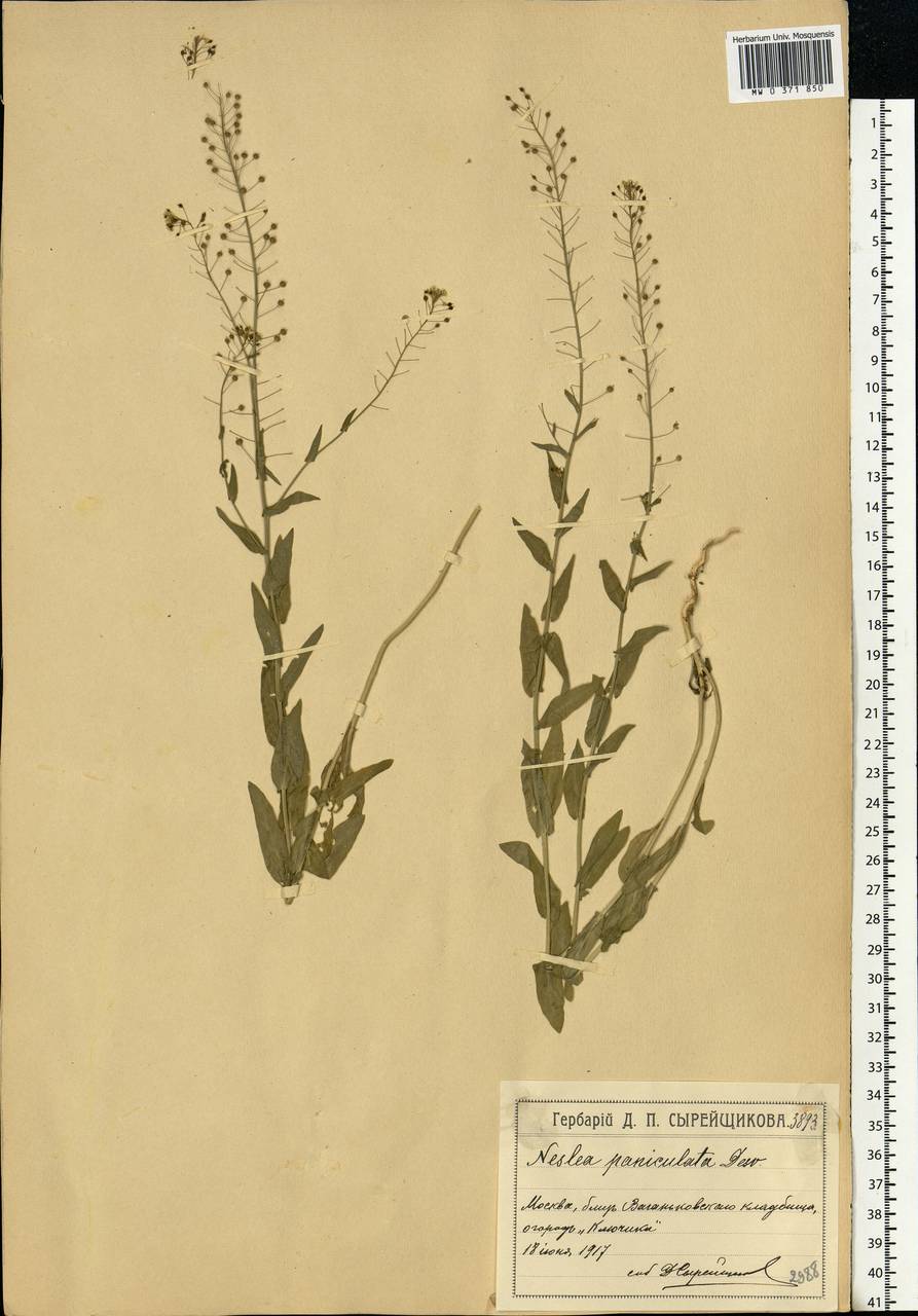 Neslia paniculata (L.) Desv., Eastern Europe, Moscow region (E4a) (Russia)