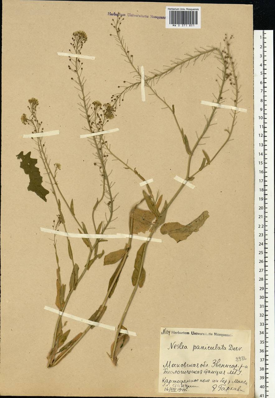 Neslia paniculata (L.) Desv., Eastern Europe, Moscow region (E4a) (Russia)