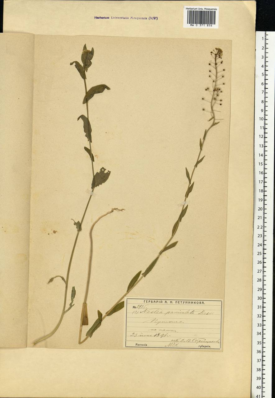 Neslia paniculata (L.) Desv., Eastern Europe, Moscow region (E4a) (Russia)