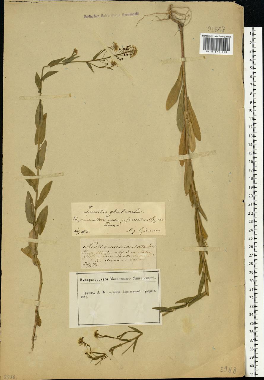 Neslia paniculata (L.) Desv., Eastern Europe, Central forest-and-steppe region (E6) (Russia)