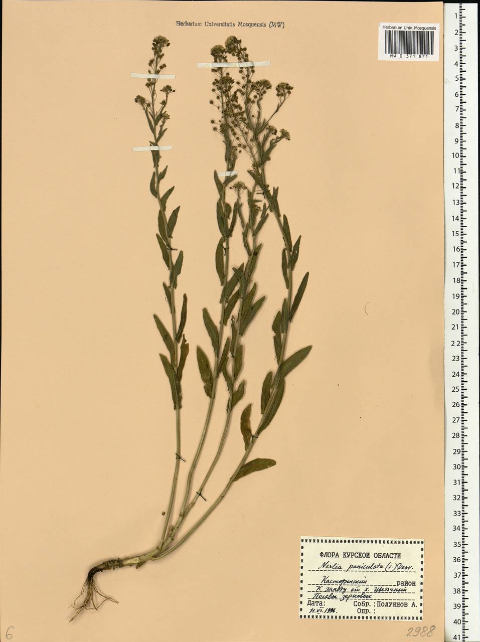 Neslia paniculata (L.) Desv., Eastern Europe, Central forest-and-steppe region (E6) (Russia)