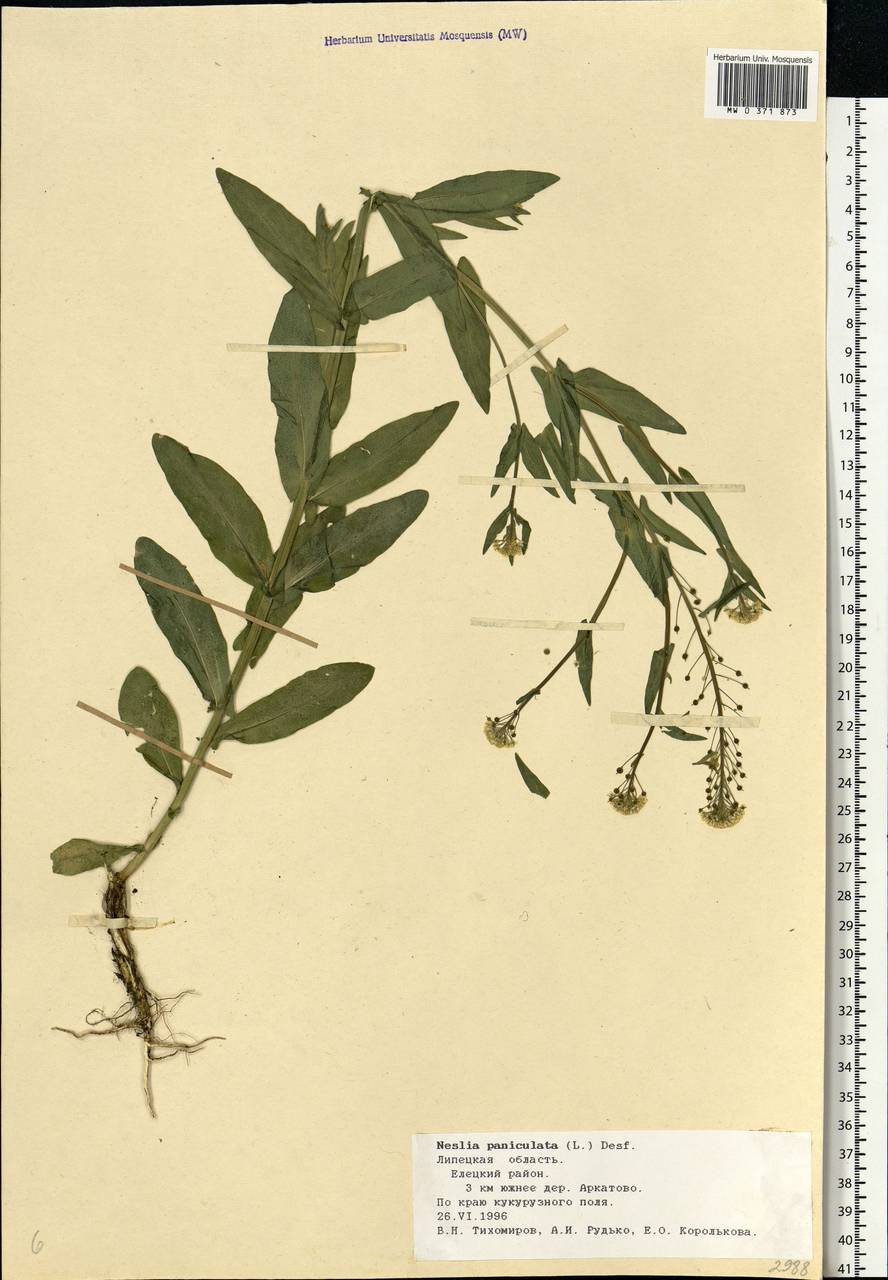 Neslia paniculata (L.) Desv., Eastern Europe, Central forest-and-steppe region (E6) (Russia)