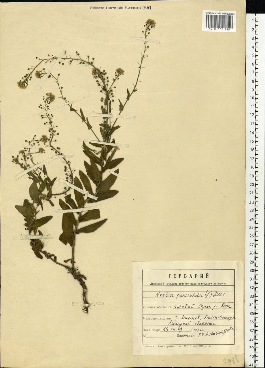 Neslia paniculata (L.) Desv., Eastern Europe, Central forest-and-steppe region (E6) (Russia)