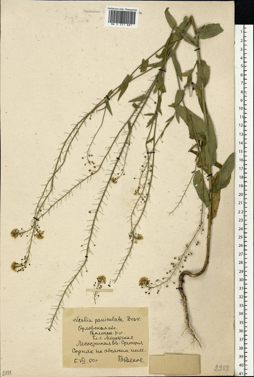 Neslia paniculata (L.) Desv., Eastern Europe, Central forest-and-steppe region (E6) (Russia)