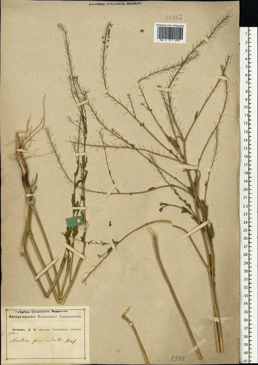 Neslia paniculata (L.) Desv., Eastern Europe, Central forest-and-steppe region (E6) (Russia)