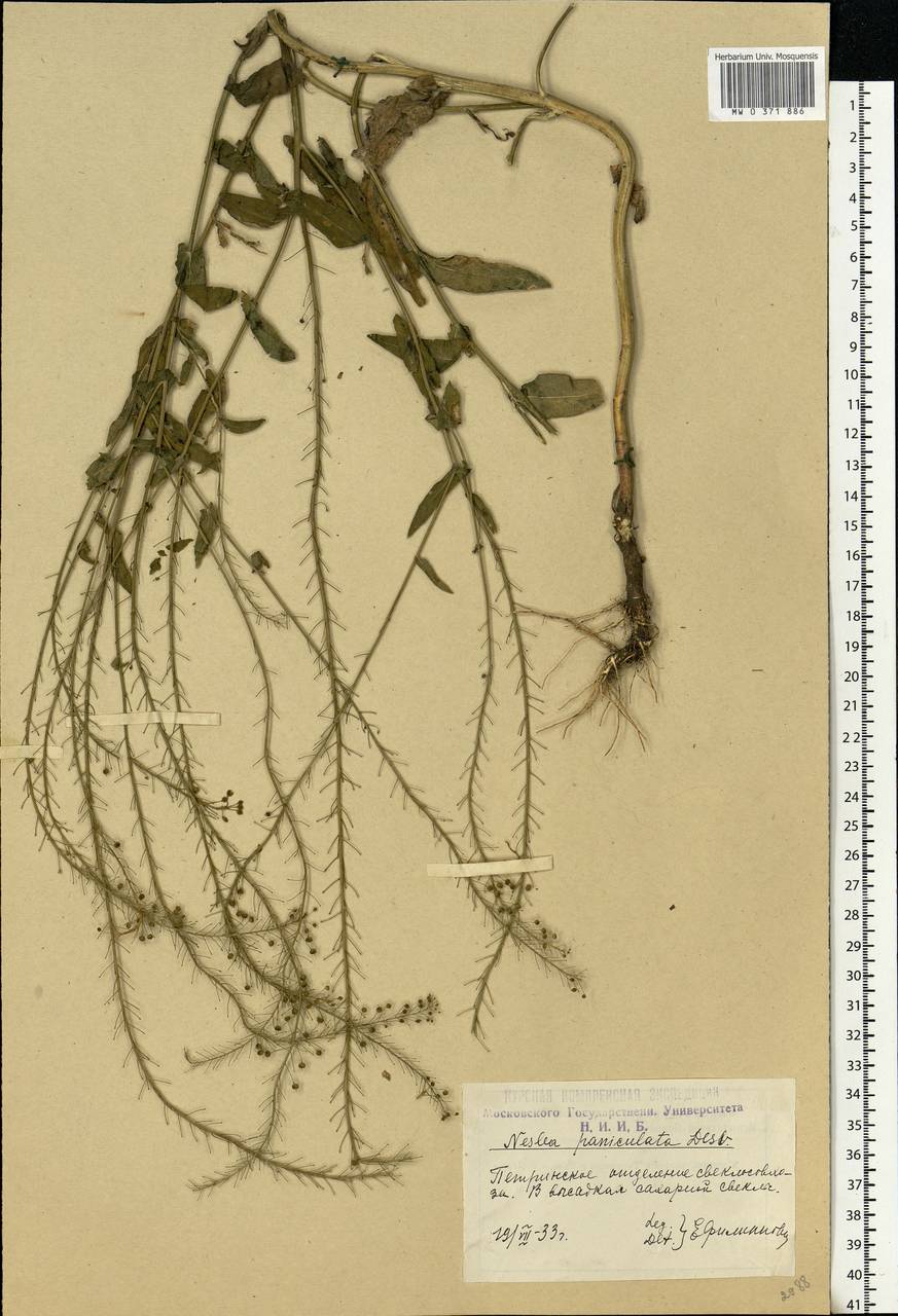 Neslia paniculata (L.) Desv., Eastern Europe, Central forest-and-steppe region (E6) (Russia)