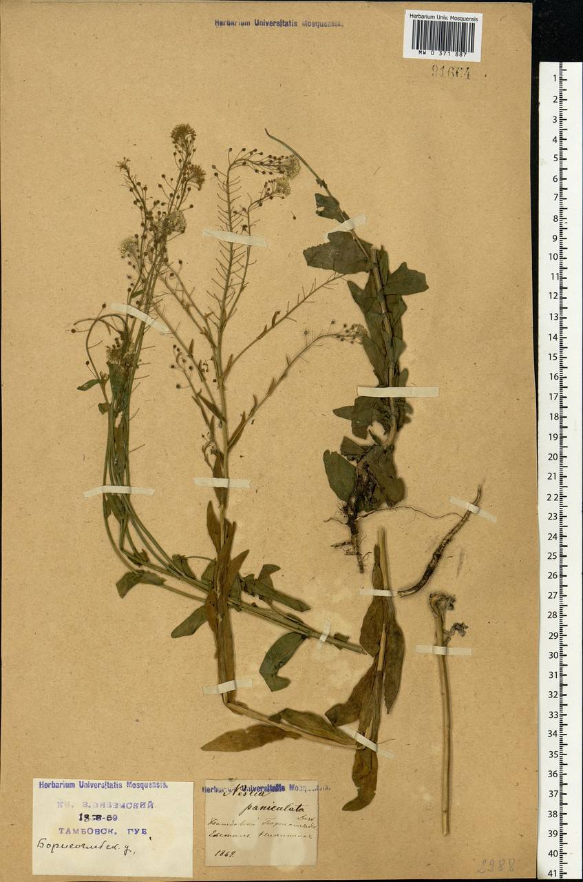 Neslia paniculata (L.) Desv., Eastern Europe, Central forest-and-steppe region (E6) (Russia)