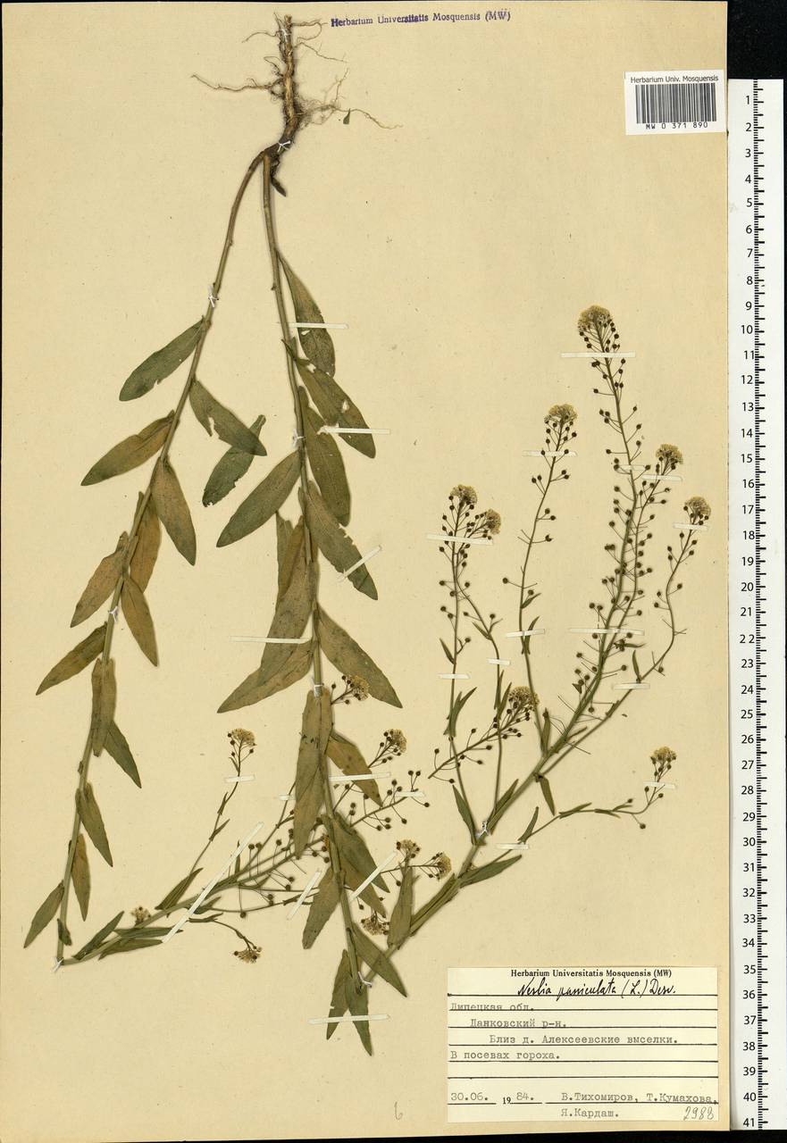 Neslia paniculata (L.) Desv., Eastern Europe, Central forest-and-steppe region (E6) (Russia)