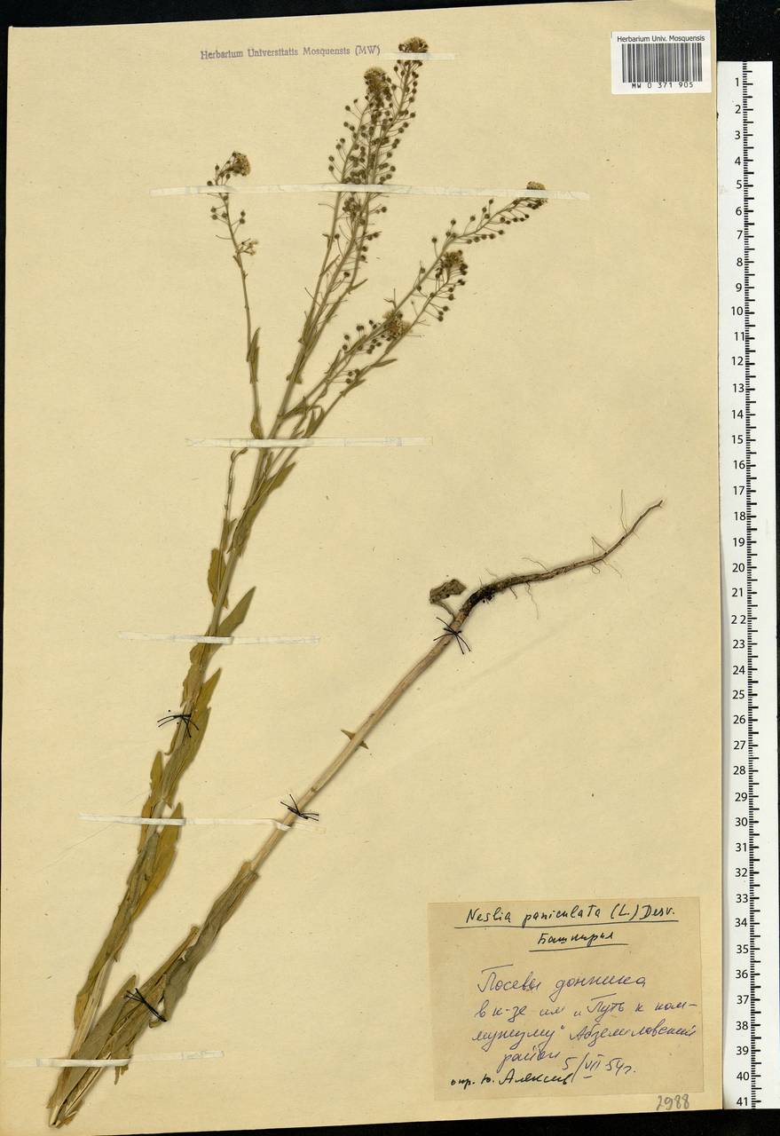 Neslia paniculata (L.) Desv., Eastern Europe, Eastern region (E10) (Russia)