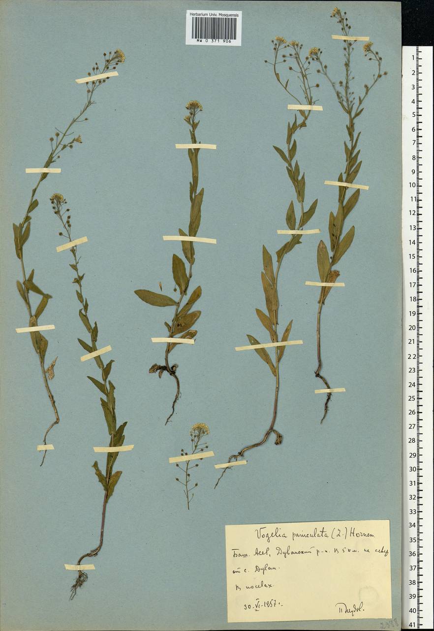 Neslia paniculata (L.) Desv., Eastern Europe, Eastern region (E10) (Russia)