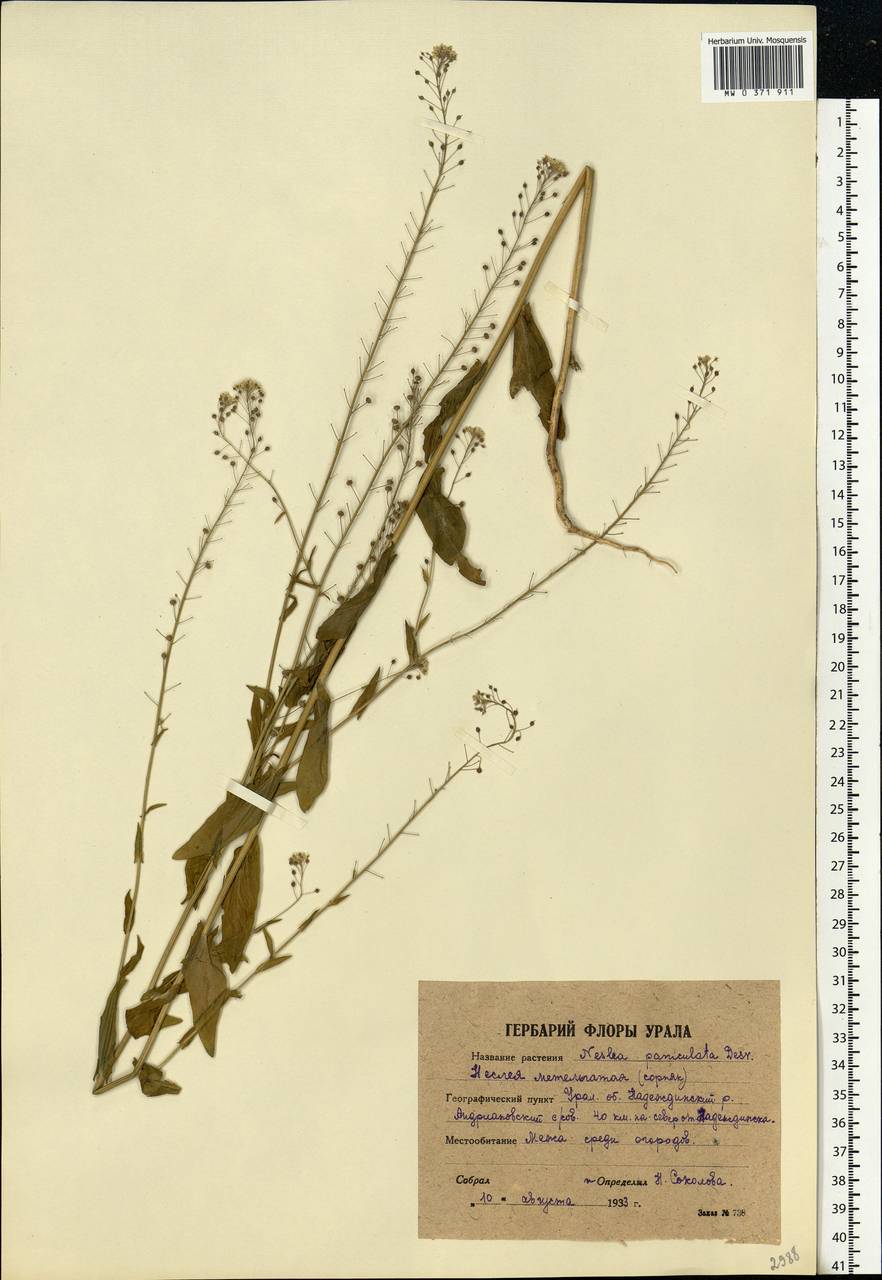 Neslia paniculata (L.) Desv., Eastern Europe, Eastern region (E10) (Russia)