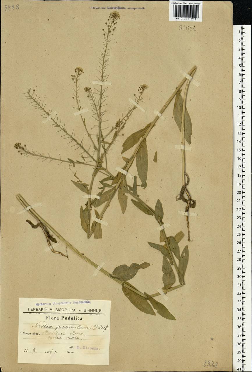 Neslia paniculata (L.) Desv., Eastern Europe, South Ukrainian region (E12) (Ukraine)