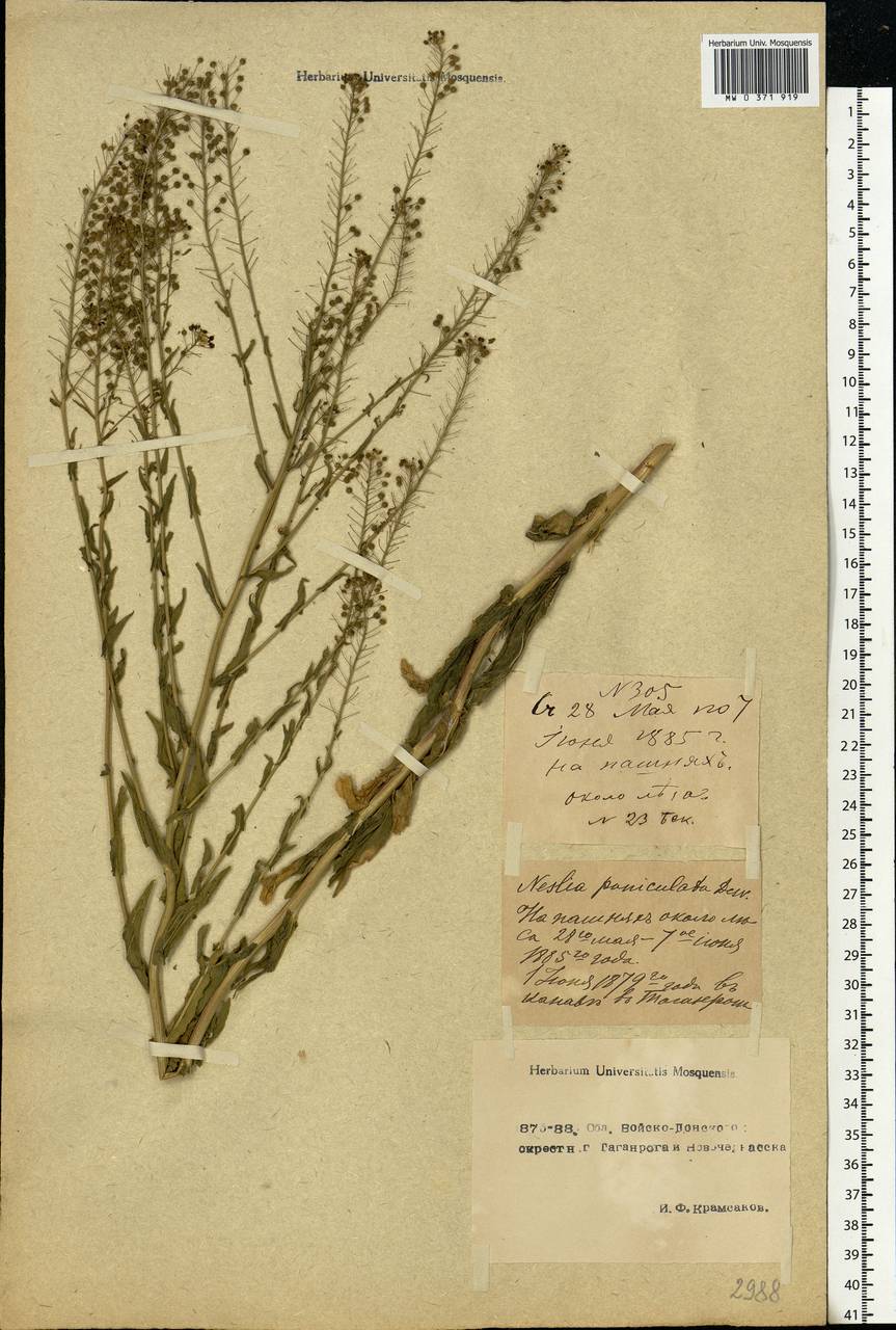 Neslia paniculata (L.) Desv., Eastern Europe, Rostov Oblast (E12a) (Russia)