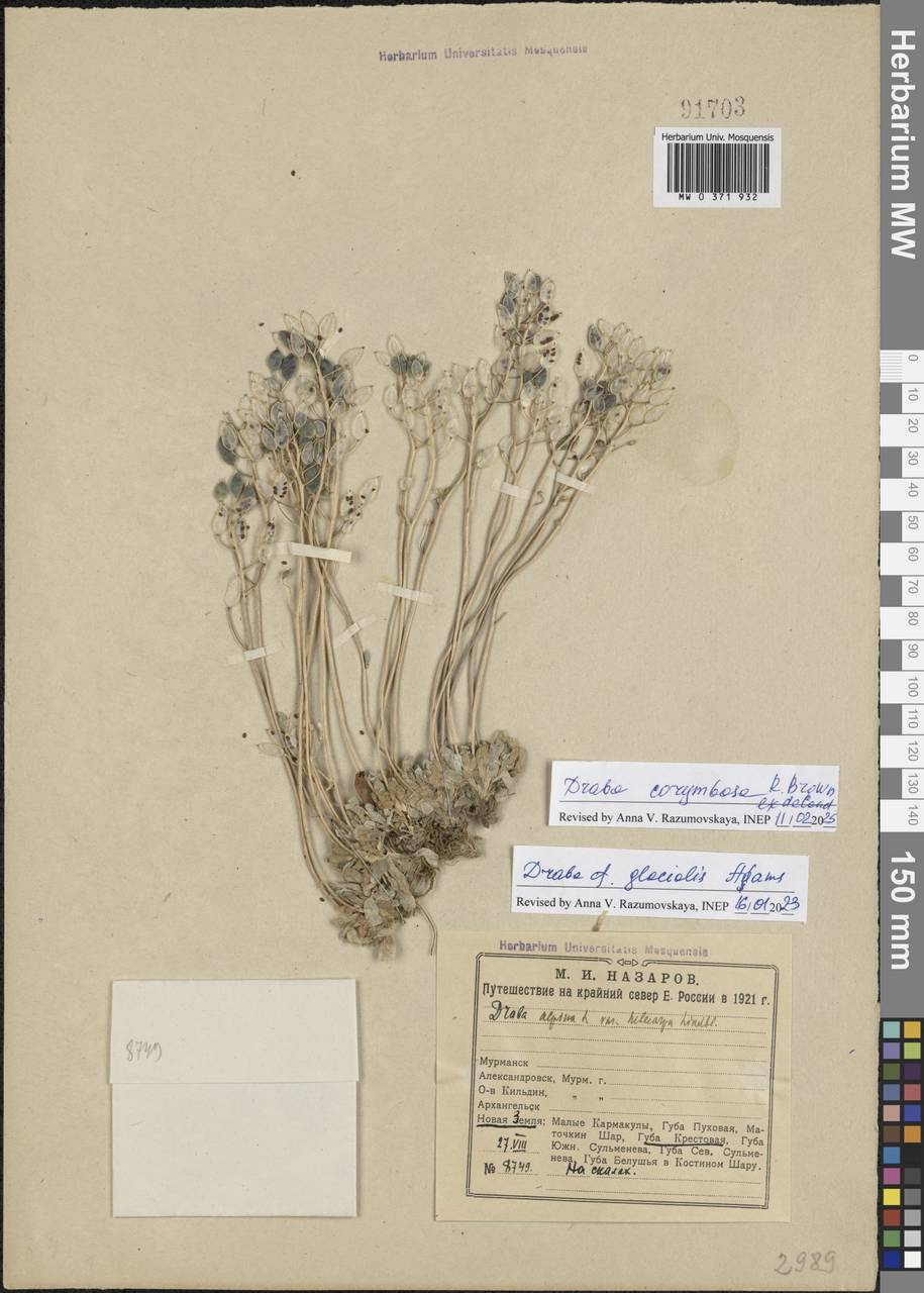 Draba corymbosa R.Br. ex DC., Eastern Europe, Northern region (E1) (Russia)
