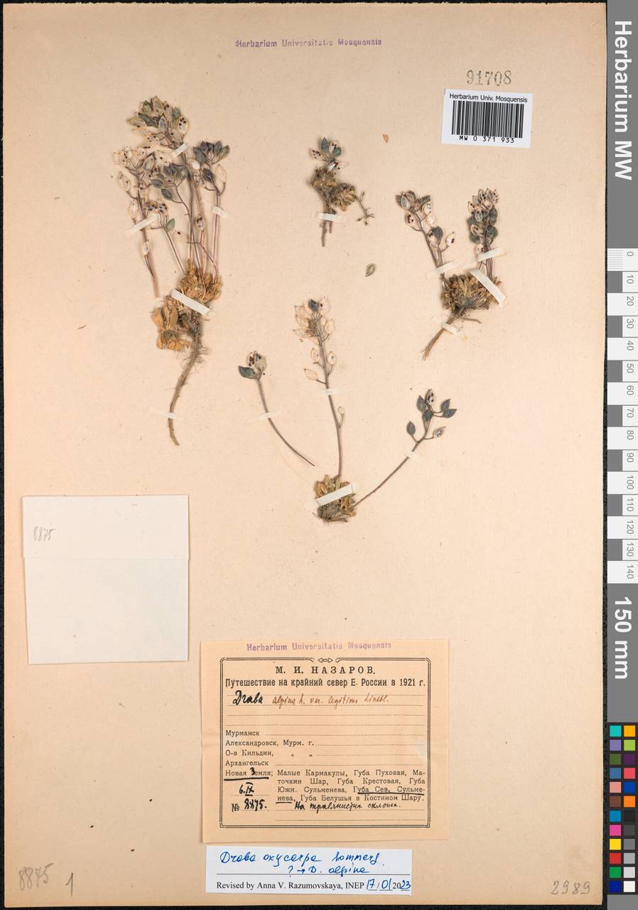 Draba oxycarpa Sommerf., Eastern Europe, Northern region (E1) (Russia)