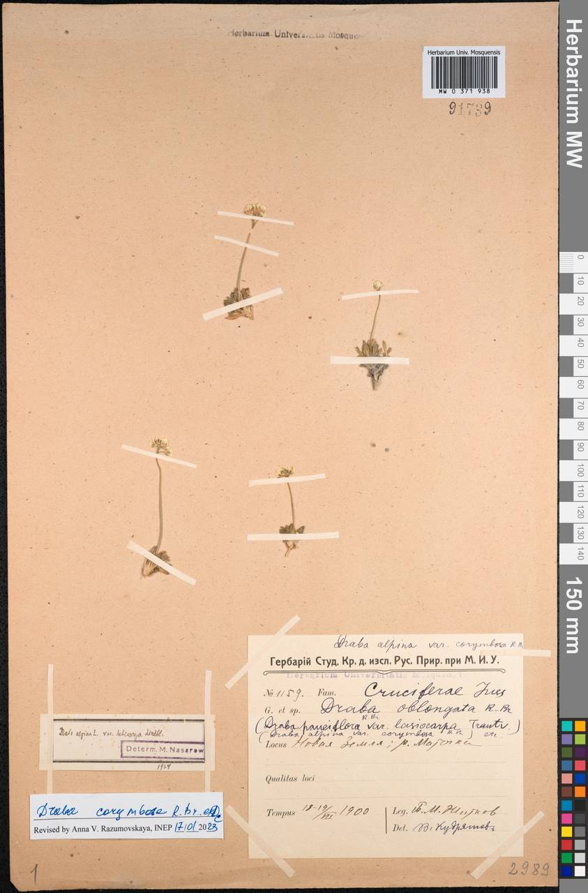 Draba corymbosa R.Br. ex DC., Eastern Europe, Northern region (E1) (Russia)