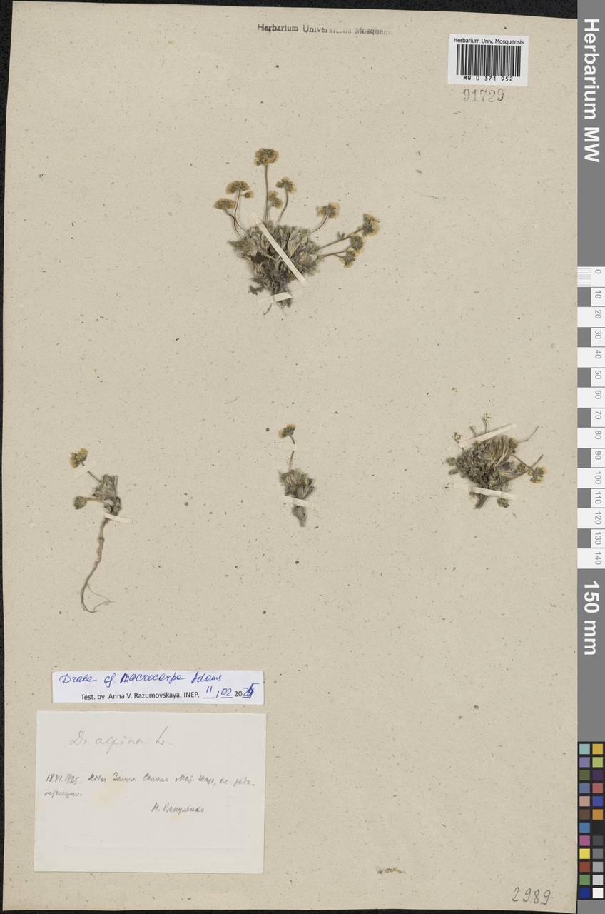 Draba corymbosa R.Br. ex DC., Eastern Europe, Northern region (E1) (Russia)