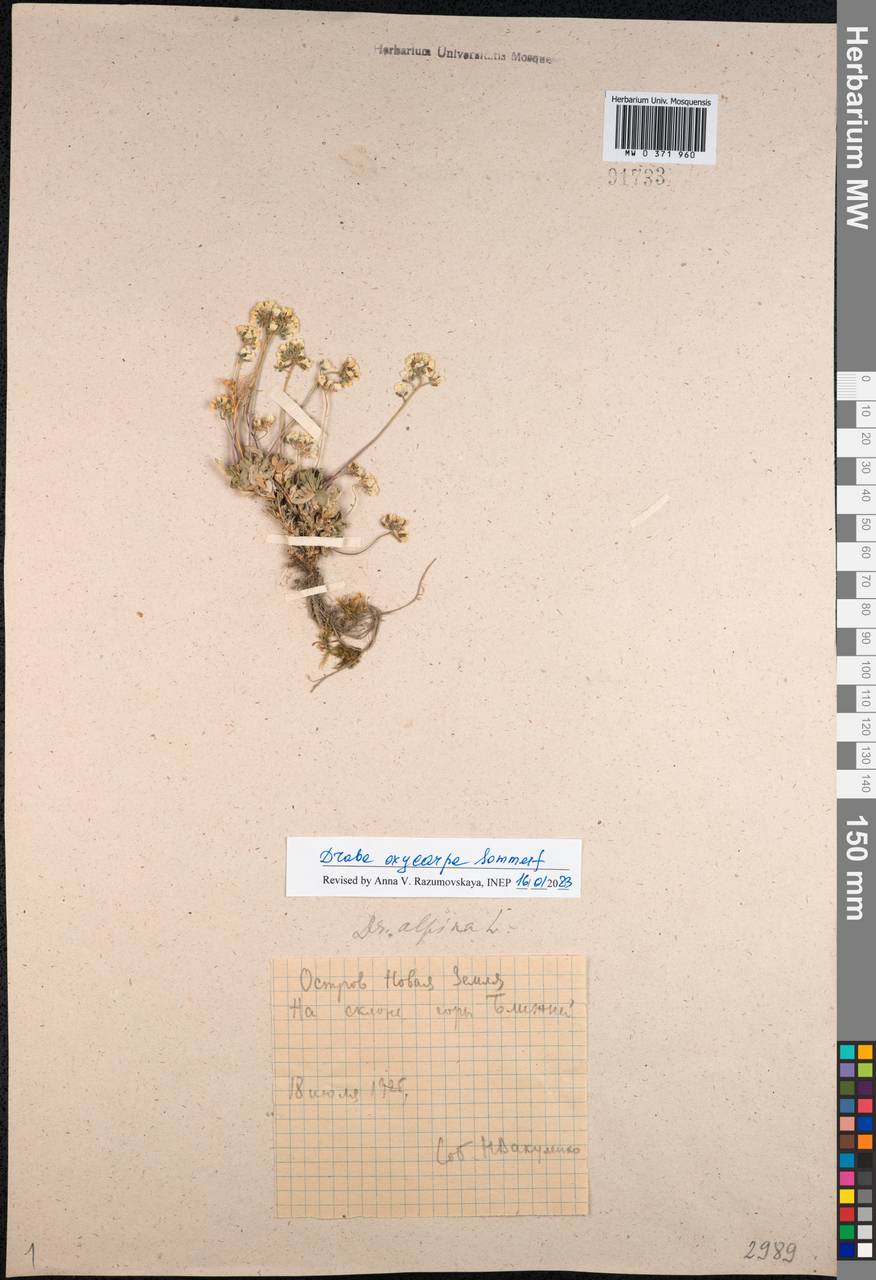 Draba oxycarpa Sommerf., Eastern Europe, Northern region (E1) (Russia)