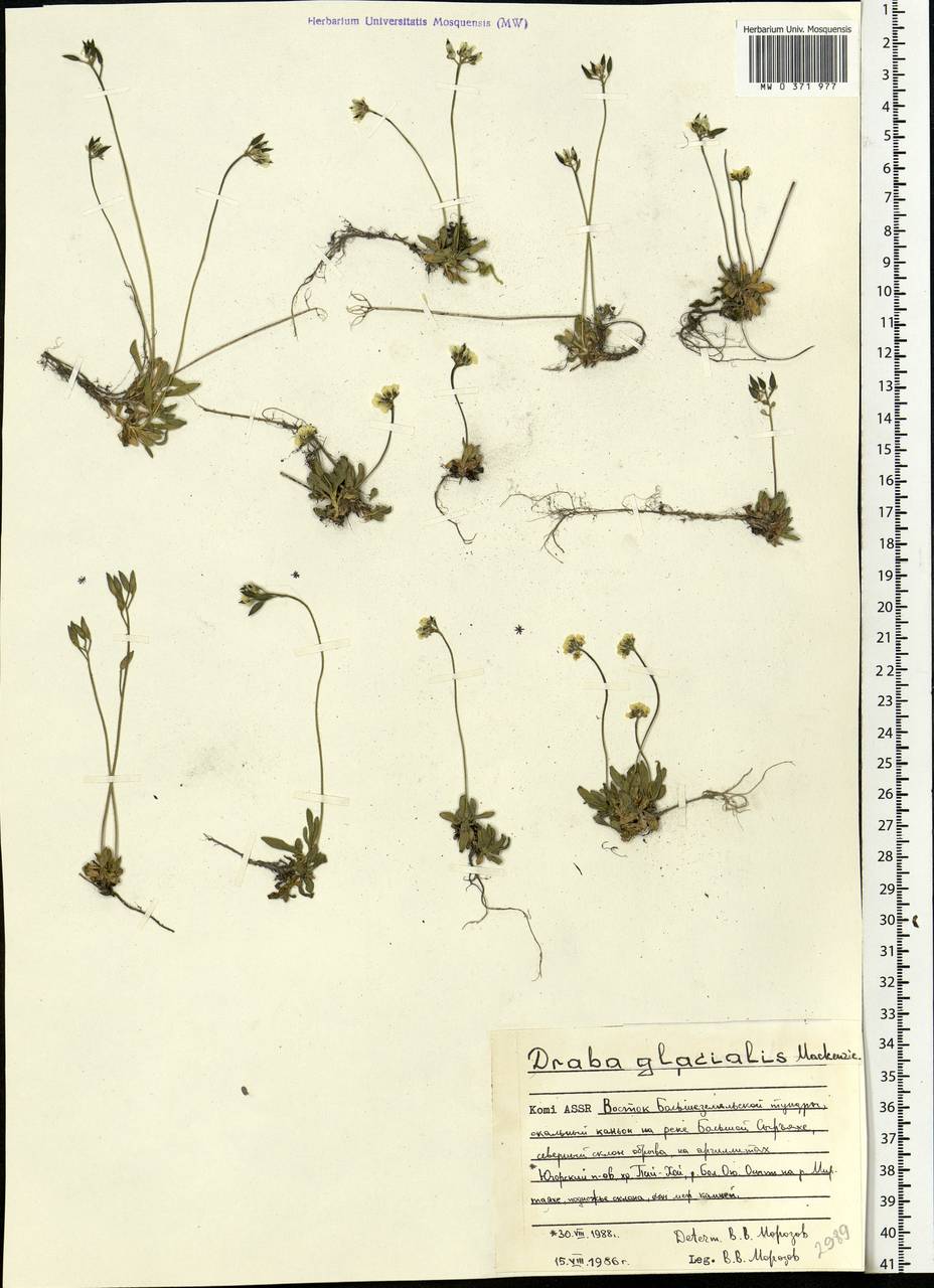Draba glacialis Adams, Eastern Europe, Northern region (E1) (Russia)