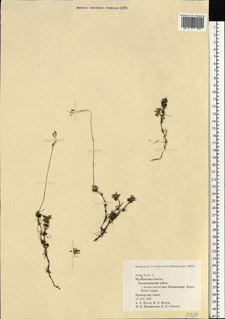 Draba hirta L., Eastern Europe, Northern region (E1) (Russia)