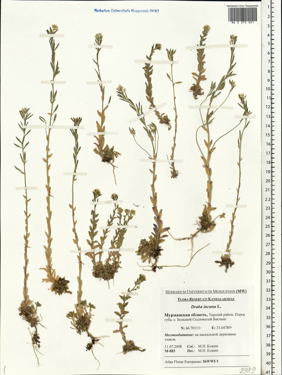 Draba incana L., Eastern Europe, Northern region (E1) (Russia)