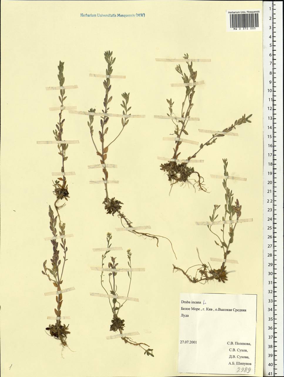 Draba incana L., Eastern Europe, Northern region (E1) (Russia)