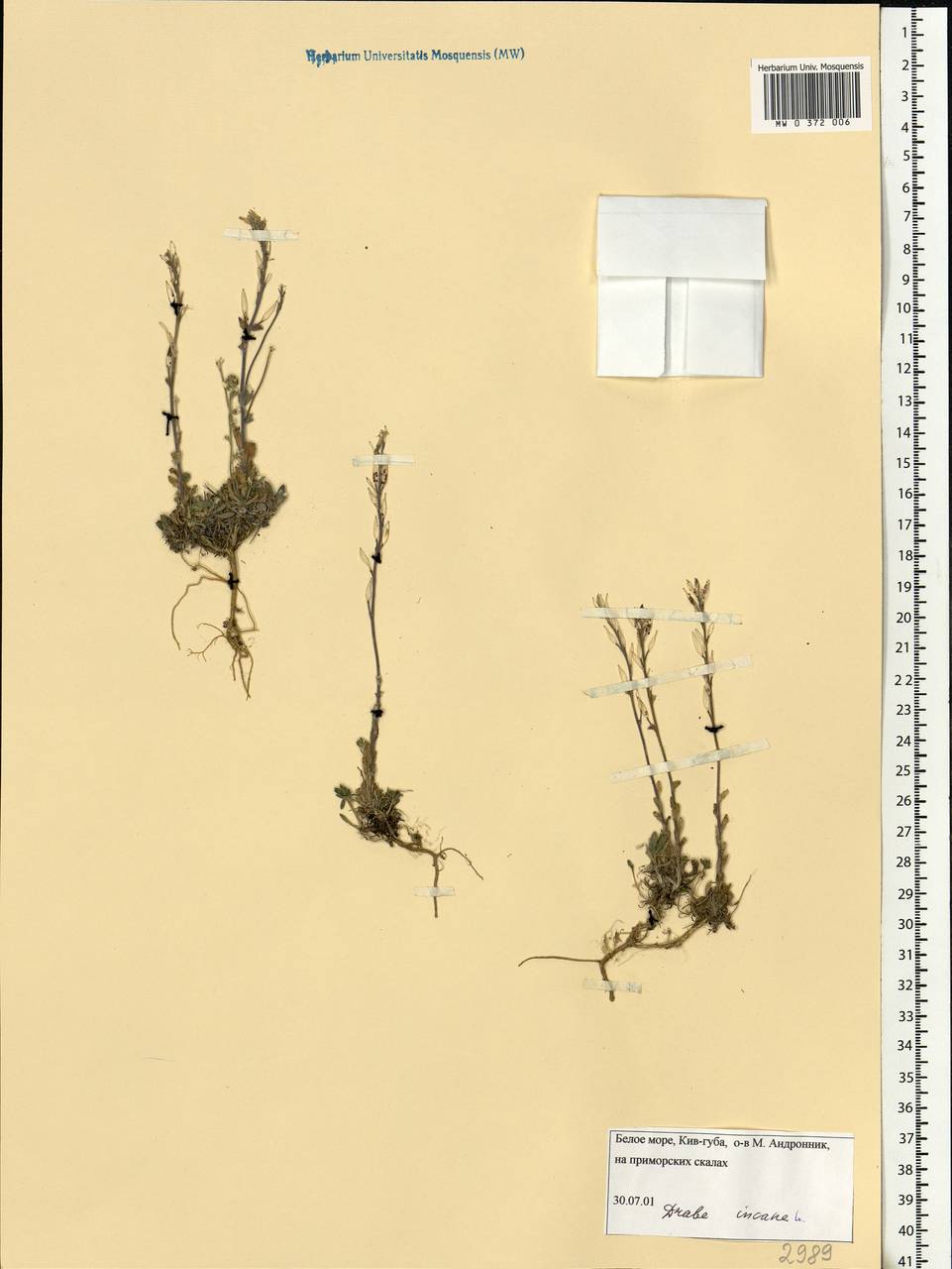 Draba incana L., Eastern Europe, Northern region (E1) (Russia)