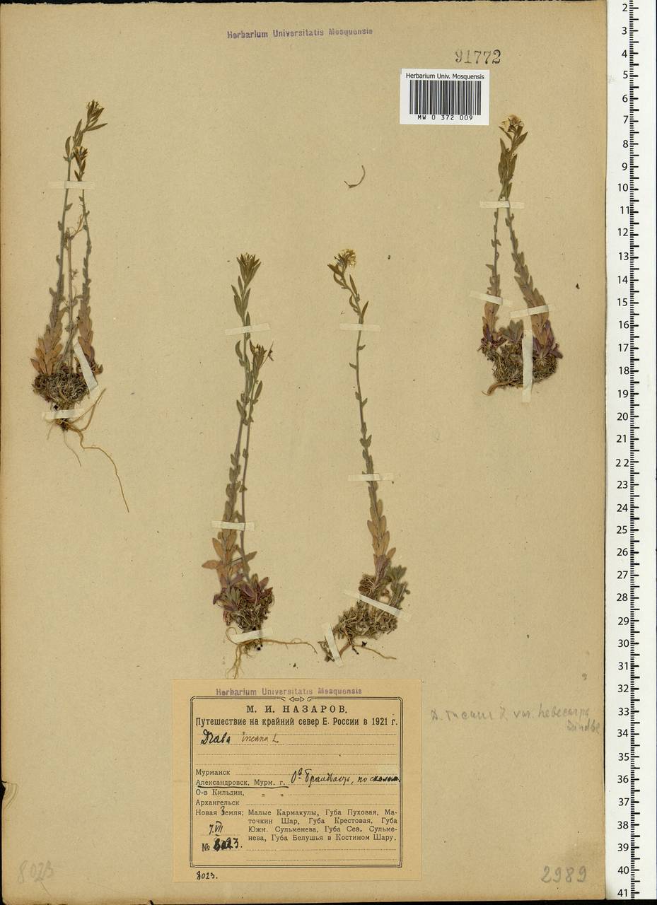 Draba incana L., Eastern Europe, Northern region (E1) (Russia)