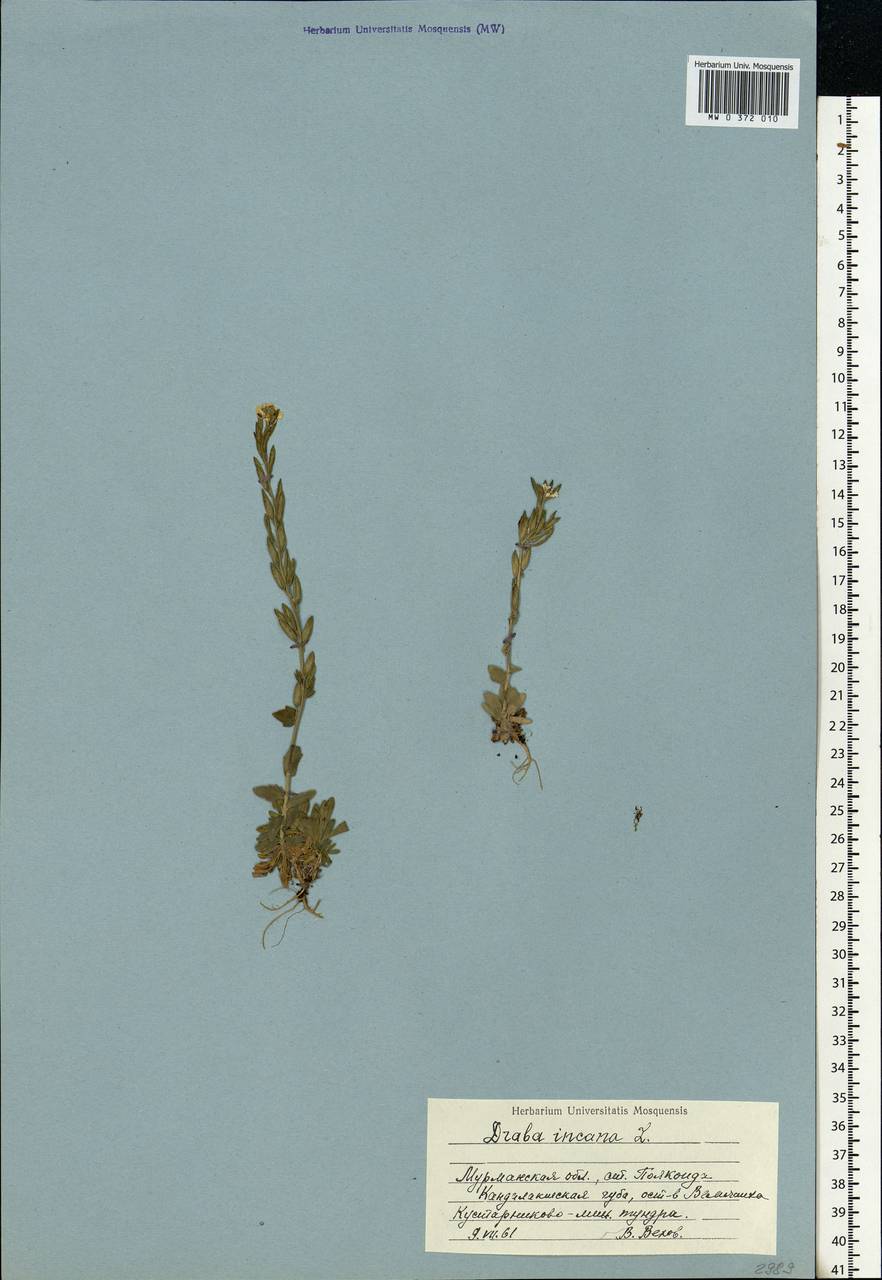 Draba incana L., Eastern Europe, Northern region (E1) (Russia)