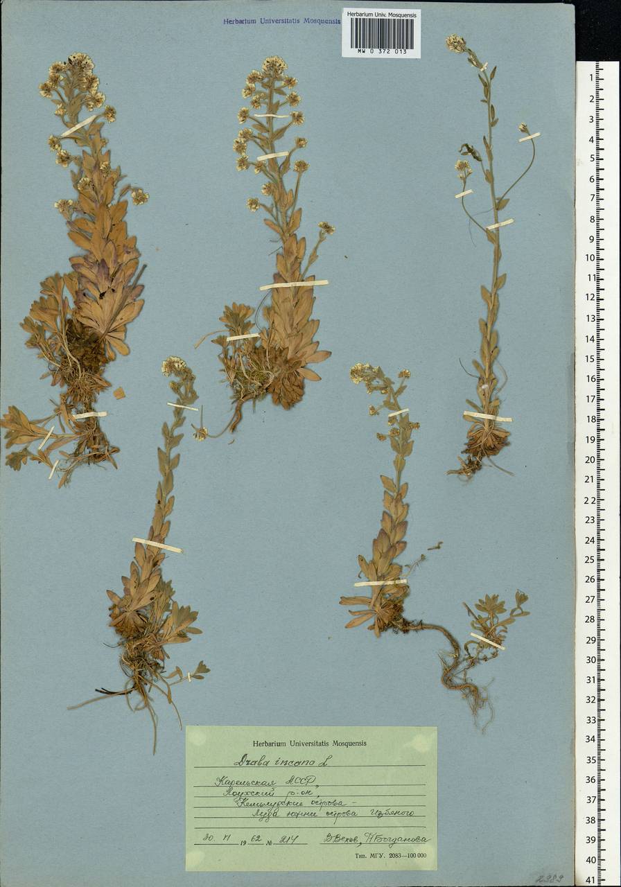 Draba incana L., Eastern Europe, Northern region (E1) (Russia)