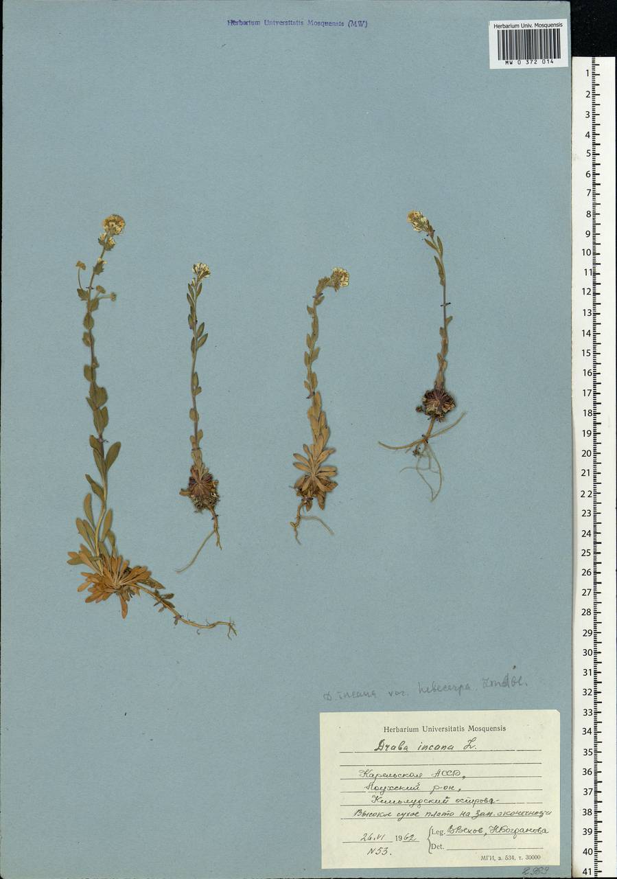 Draba incana L., Eastern Europe, Northern region (E1) (Russia)