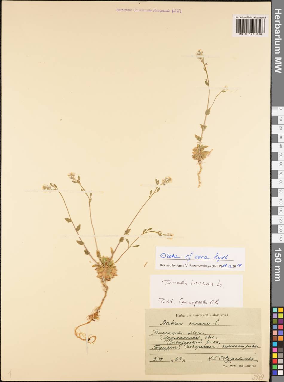 Draba cana Rydb., Eastern Europe, Northern region (E1) (Russia)