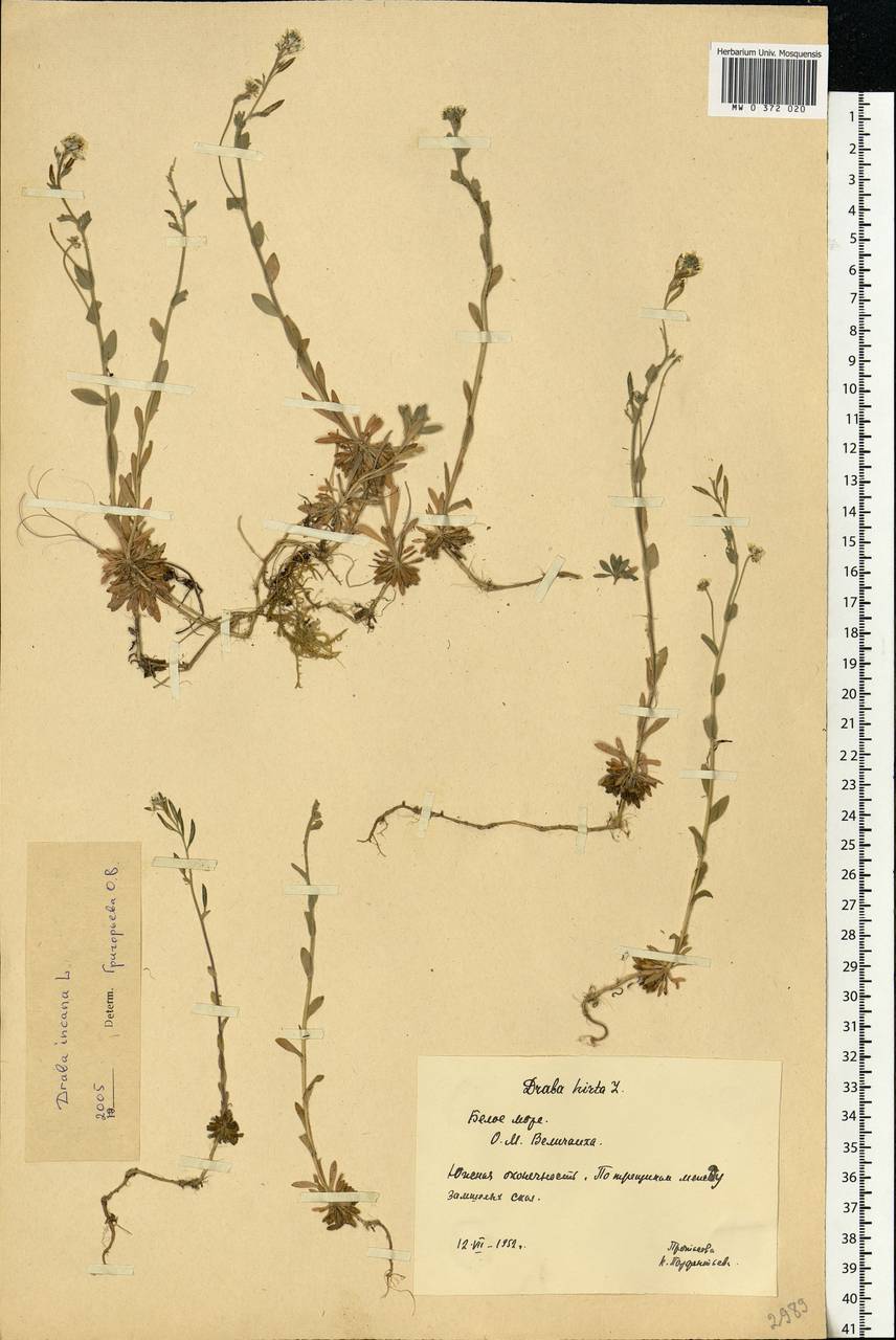 Draba incana L., Eastern Europe, Northern region (E1) (Russia)