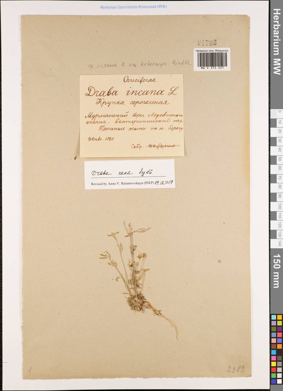 Draba cana Rydb., Eastern Europe, Northern region (E1) (Russia)