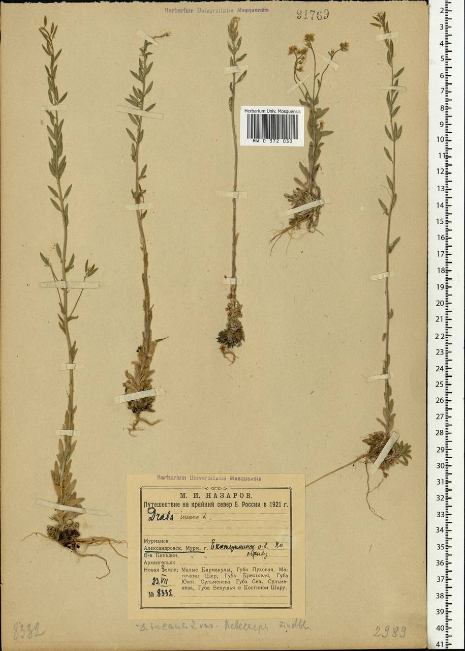 Draba incana L., Eastern Europe, Northern region (E1) (Russia)