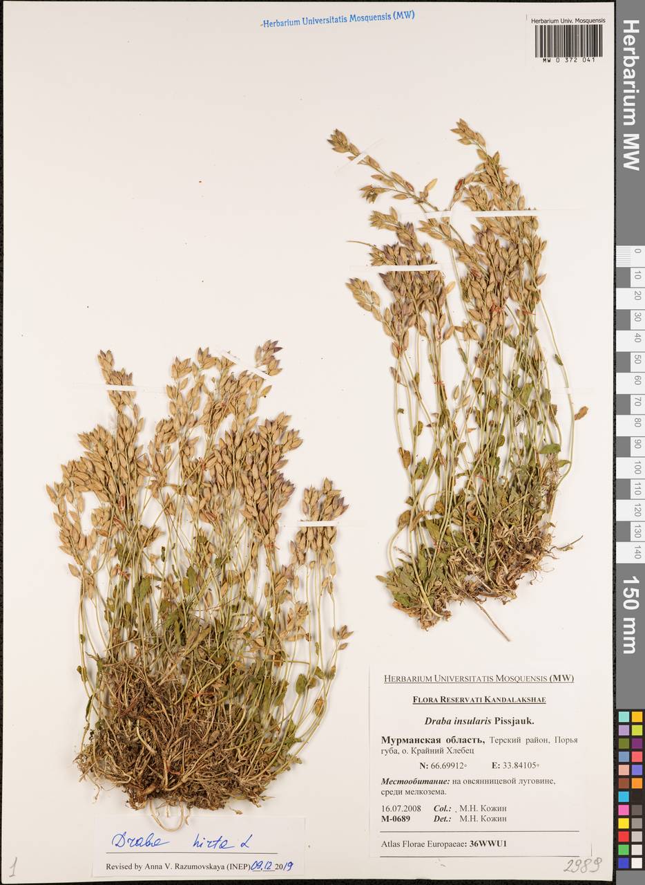 Draba hirta L., Eastern Europe, Northern region (E1) (Russia)