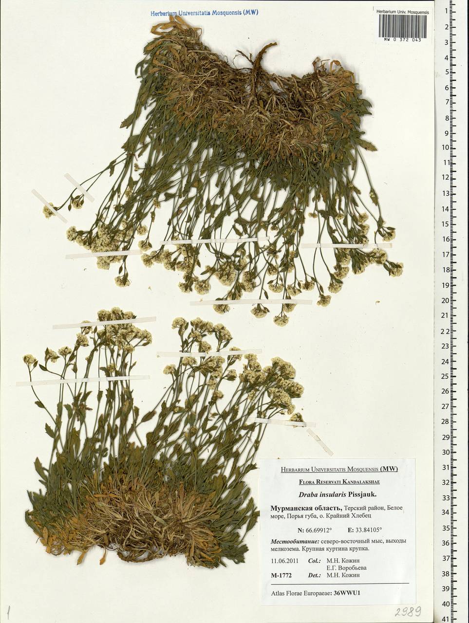 Draba insularis Pissjauk., Eastern Europe, Northern region (E1) (Russia)