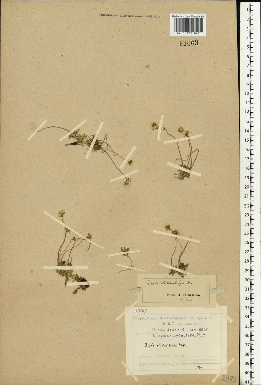 Draba lactea Adams, Eastern Europe, Northern region (E1) (Russia)