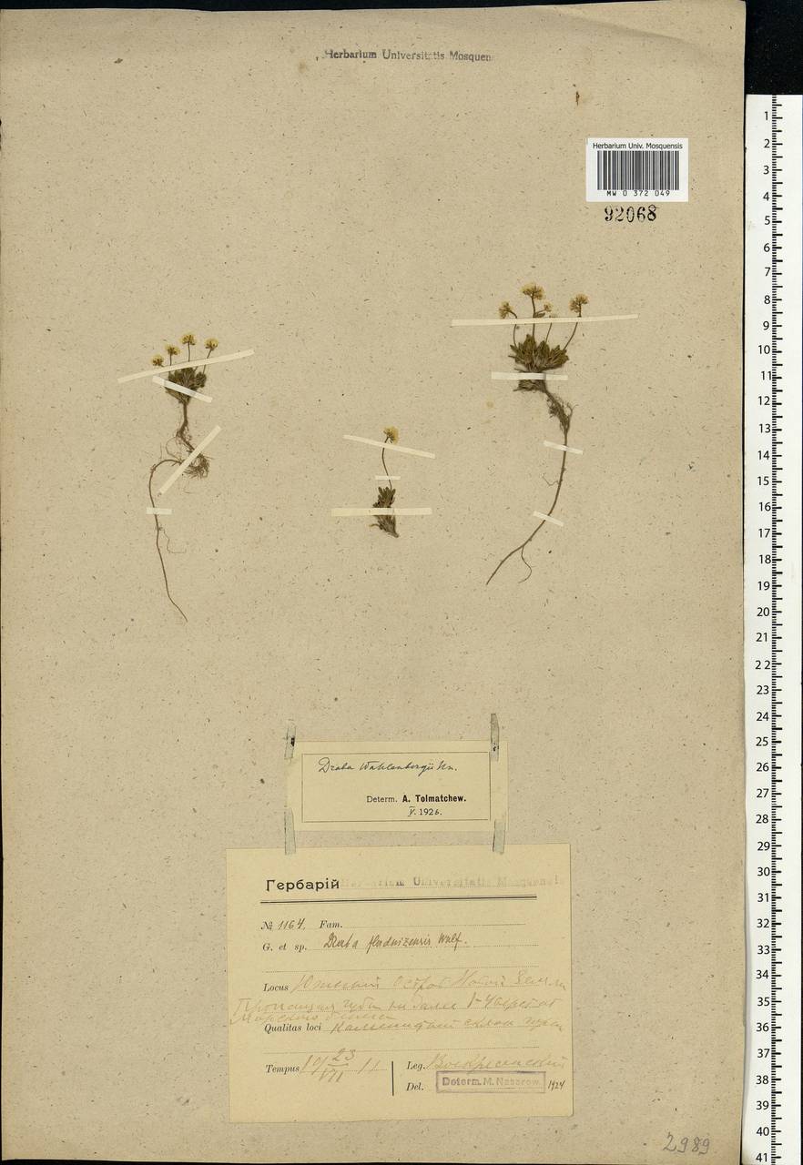 Draba lactea Adams, Eastern Europe, Northern region (E1) (Russia)