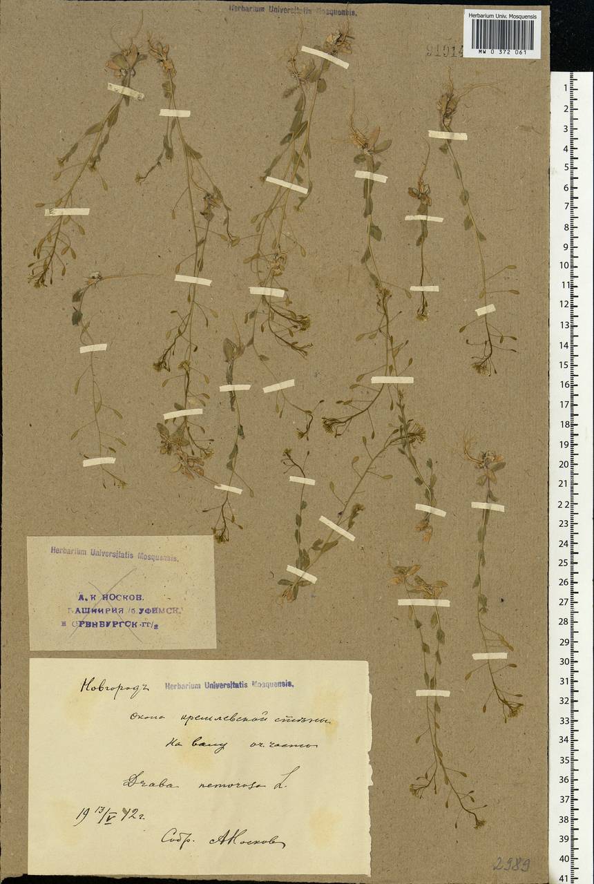 Draba nemorosa L., Eastern Europe, North-Western region (E2) (Russia)