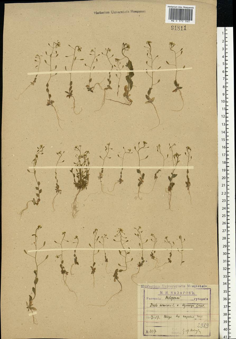 Draba nemorosa L., Eastern Europe, North-Western region (E2) (Russia)