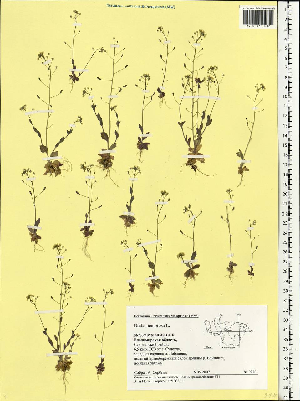 Draba nemorosa L., Eastern Europe, Central region (E4) (Russia)