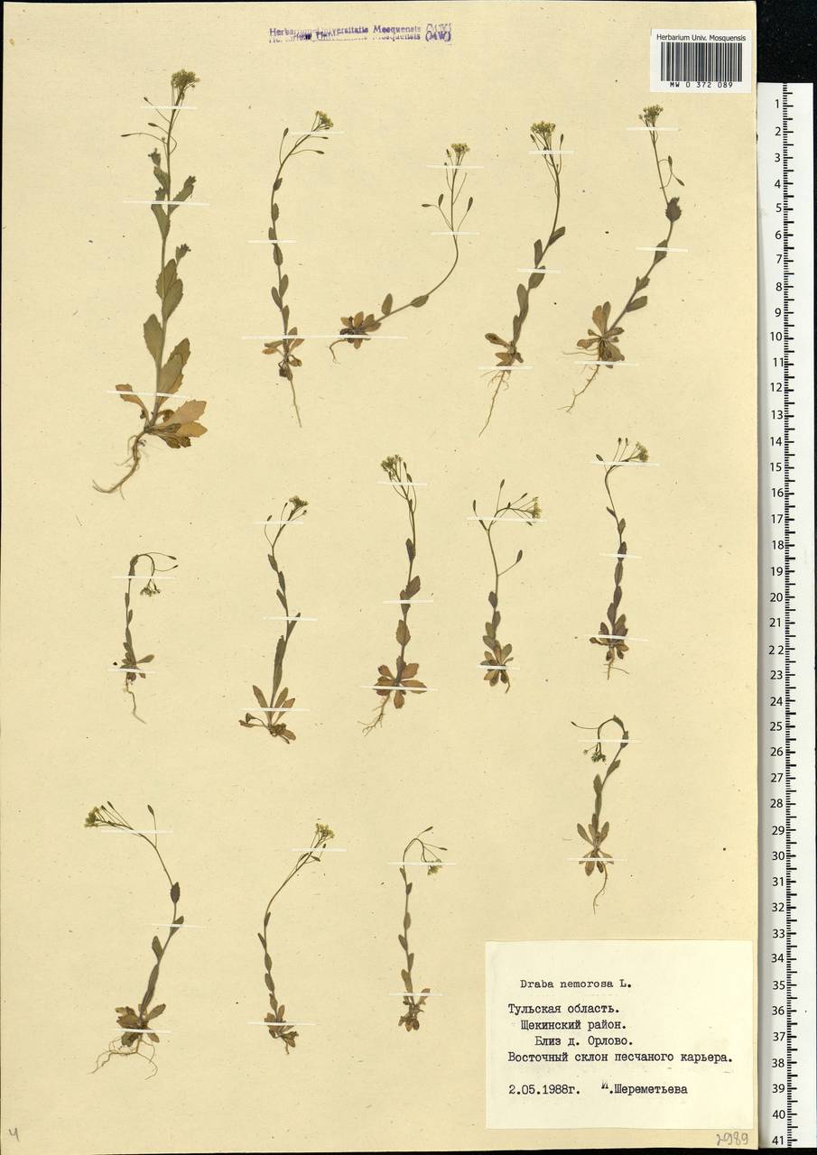 Draba nemorosa L., Eastern Europe, Central region (E4) (Russia)