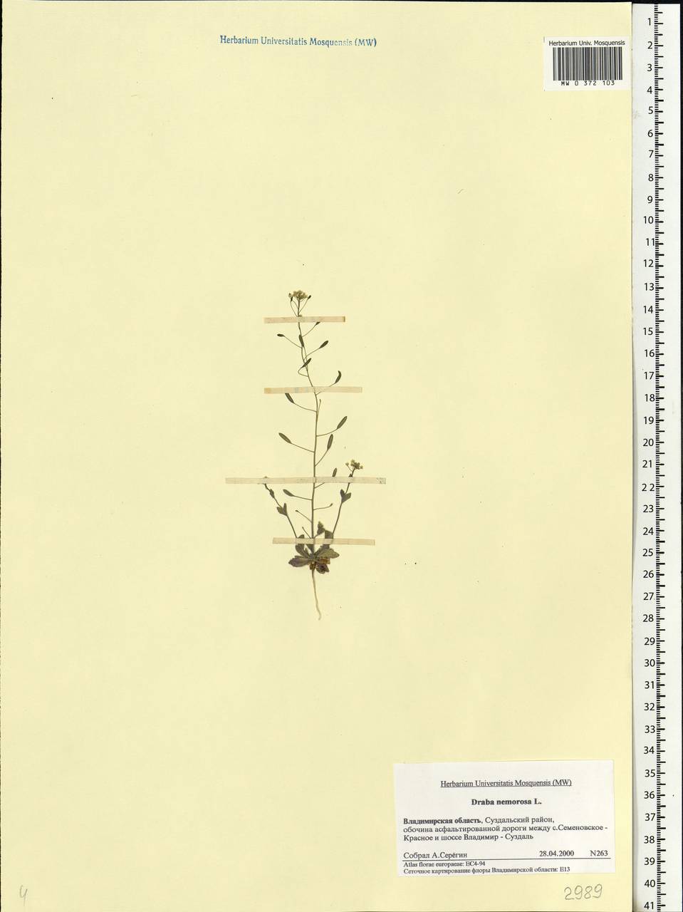 Draba nemorosa L., Eastern Europe, Central region (E4) (Russia)