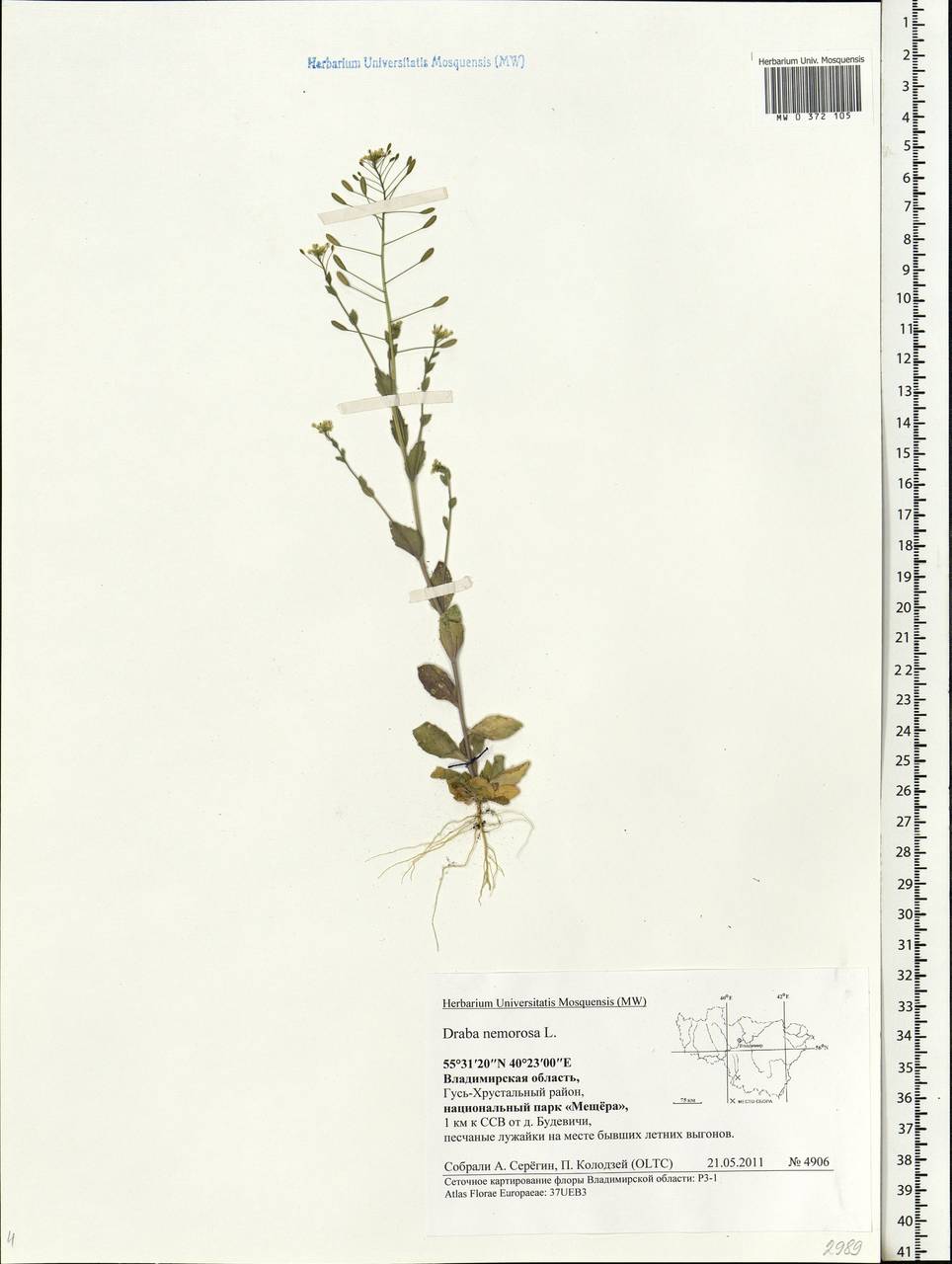 Draba nemorosa L., Eastern Europe, Central region (E4) (Russia)
