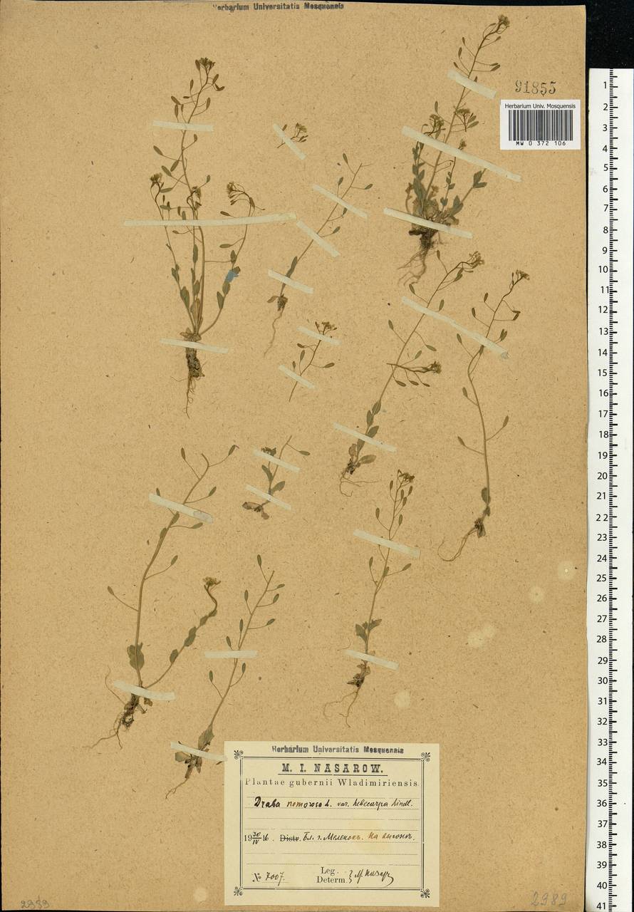 Draba nemorosa L., Eastern Europe, Central region (E4) (Russia)
