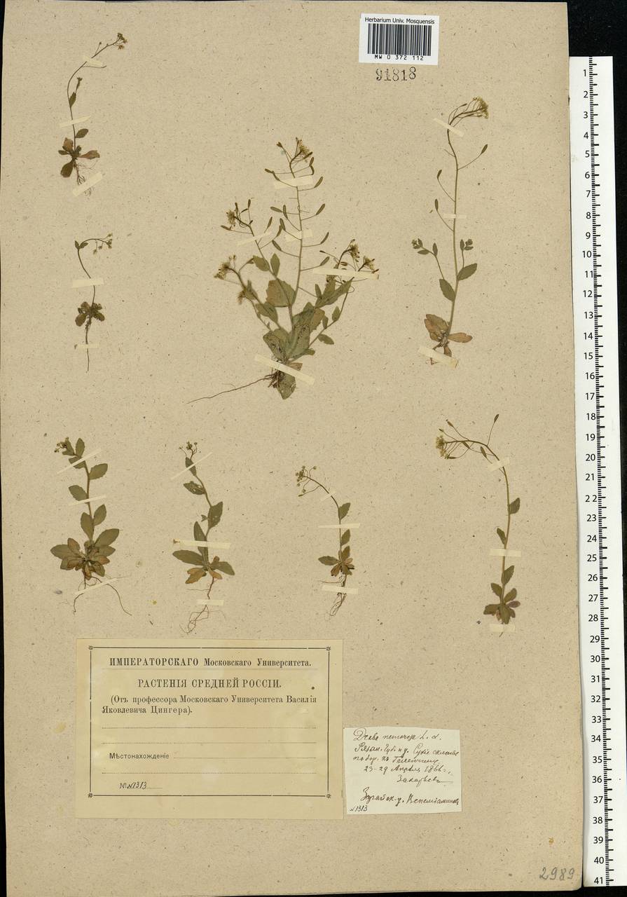 Draba nemorosa L., Eastern Europe, Central region (E4) (Russia)