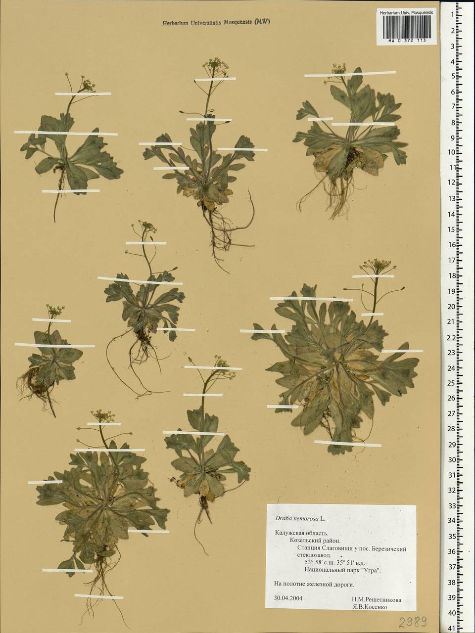 Draba nemorosa L., Eastern Europe, Central region (E4) (Russia)