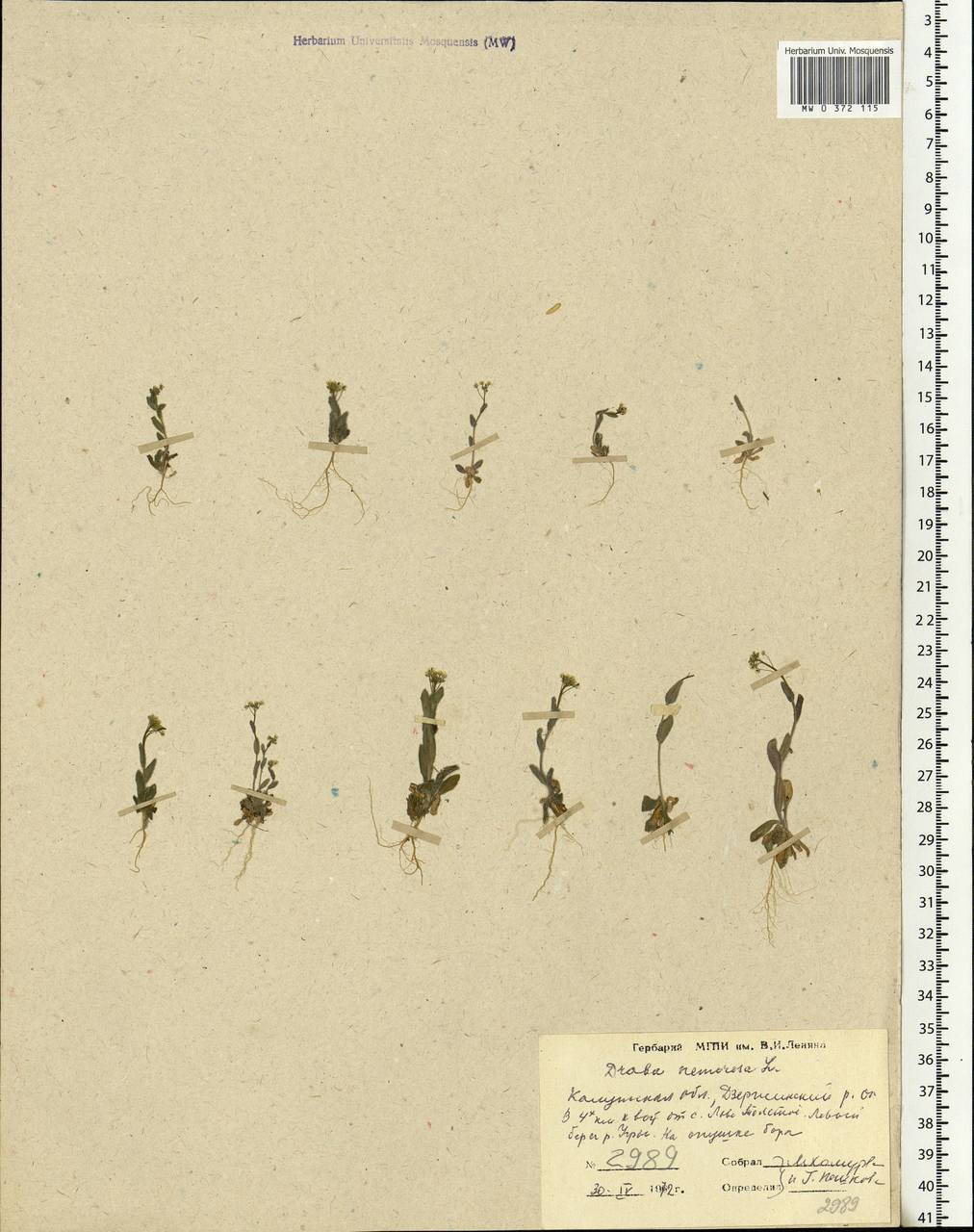 Draba nemorosa L., Eastern Europe, Central region (E4) (Russia)